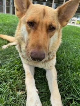 Shepherd Dogs Available for Adoption in Aurora, Illinois - Lucy | PetCurious