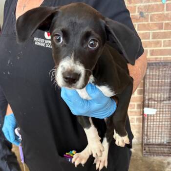 Claudette -  Hound Dog for Adoption in Birmingham, Alabama - Claudette | PetCurious