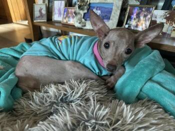 Rescue Chihuahua and Miniature Pinscher Dogs for Adoption in Cherry Hill Township, New Jersey - Gracie | PetCurious