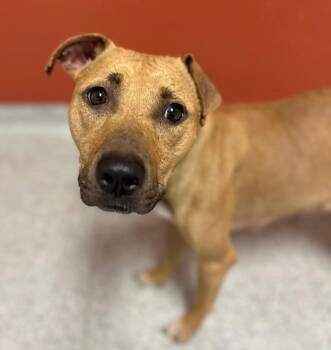 CeCe -  Black Mouth Cur Dog for Adoption in Kuna, Idaho - CeCe | PetCurious