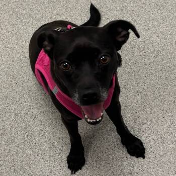 Rescue Mixed Breed Dogs for Adoption in Naperville, Illinois - Saffron | PetCurious