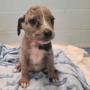 Catahoula Leopard Dog and Mixed Breed Dogs Available for Adoption - Truffle 2384 | PetCurious