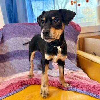 Chihuahua and Beagle Dogs Available for Adoption - Idaho Potato | PetCurious