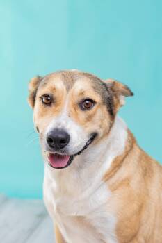 Stacy -  Carolina Dog Dog for Adoption in Harlingen, Texas - Stacy | PetCurious