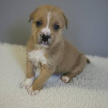 Retriever and Hound Dogs Available for Adoption - Abrexos | PetCurious