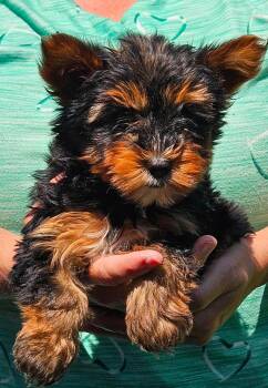 #305 Gizmo -  Yorkshire Terrier Dog for Adoption in Twin Lakes, Wisconsin - #305 Gizmo | PetCurious