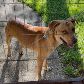 Rescue Yellow Labrador Retriever and Pit Bull Terrier Dogs for Adoption in Floresville, Texas - Noah | PetCurious