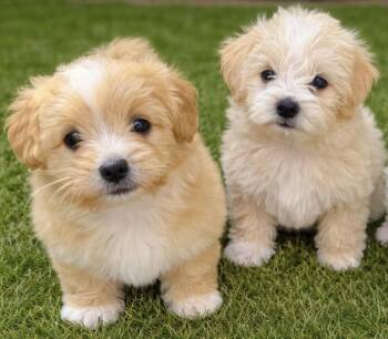 Goldendoodle and Maltipoo Dogs Available for Adoption in Cerritos, California - Madi And Sandi | PetCurious