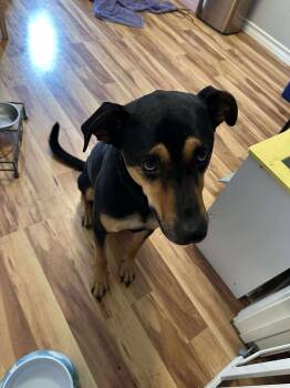 Rescue Mixed Breed Dogs for Adoption in Kempner, Texas - Romeo | PetCurious