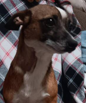 Dachshund and Chihuahua Dogs Available for Adoption in Minneapolis, Minnesota - Sweets | PetCurious