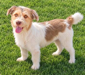 Arthur -  Jack Russell Terrier and Poodle Dog for Adoption in Las Vegas, Nevada - Arthur | PetCurious