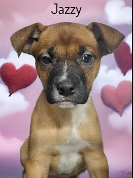 German Shepherd Dog and Boxer Dogs Available for Adoption in Phelan, California - Jazzy | PetCurious