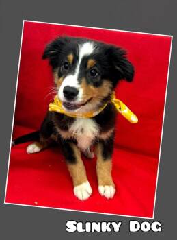 Slinky Dog -  Australian Shepherd Dog for Adoption in East Sparta, Ohio - Slinky Dog | PetCurious