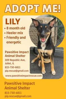 Rescue Cattle Dog and Fox Terrier Dogs for Adoption in Shorewood, Illinois - Lily | PetCurious