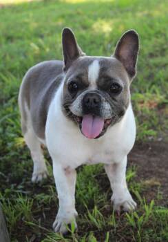 Rescue French Bulldog Dogs for Adoption in Chester, South Carolina - Izzy | PetCurious