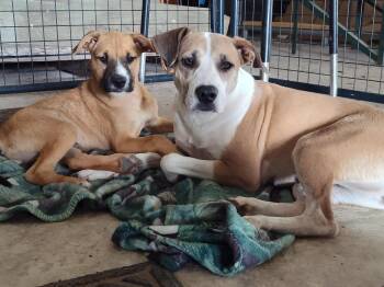 Beagle Dogs Available for Adoption in Harlingen, Texas - Blondie & Striker | PetCurious