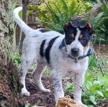 Australian Cattle Dog Blue Heeler and German Shepherd Dog Dogs Available for Adoption - Thor (Superhero Litter) | PetCurious