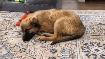 Darla Dee -  Shepherd Dog for Adoption in Parker, Colorado - Darla Dee | PetCurious
