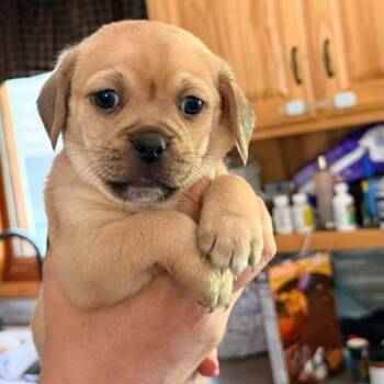 Chihuahua and Mixed Breed Dogs Available for Adoption in Tomah, Wisconsin - Rio | PetCurious