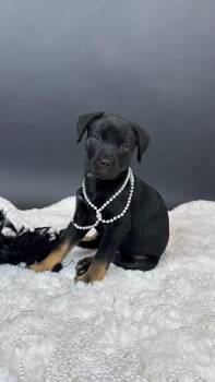Percent -  Shepherd and Cattle Dog Dog for Adoption in Phoenix, Arizona - Percent | PetCurious