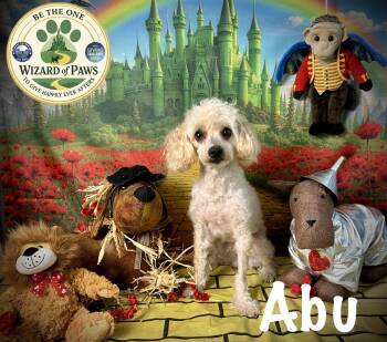 Poodle Dogs Available for Adoption in Arcadia, Florida - Abu | PetCurious