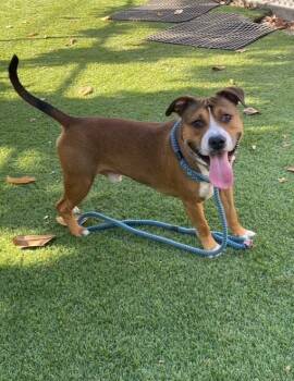 Rescue Pit Bull Terrier Dogs for Adoption in Chico, California - Clive | PetCurious