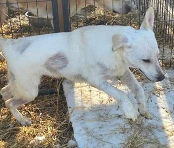 Labrador Retriever Dogs Available for Adoption - Pilot | PetCurious