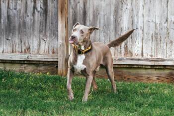 Jet -  Weimaraner Dog for Adoption in Magnolia, Texas - Jet | PetCurious