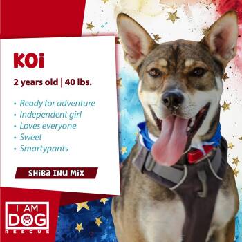 Rescue Shiba Inu and Australian Shepherd Dogs for Adoption in Cross Roads, Texas - Koi | PetCurious