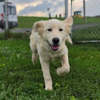 Tiara -  Great Pyrenees Dog for Adoption in Jefferson City, Tennessee - Tiara | PetCurious