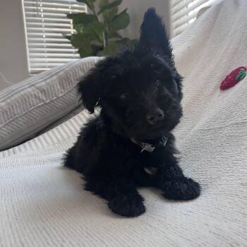 Mixed Breed Dogs Available for Adoption in Las Vegas, Nevada - Yoshi | PetCurious