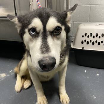 Rescue Mixed Breed Dogs for Adoption in Allentown, Pennsylvania - Trixy | PetCurious