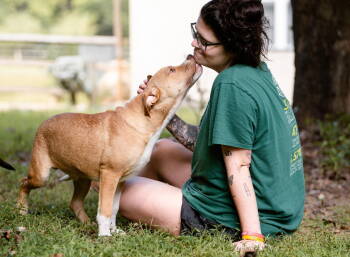 Rescue Boxer Dogs for Adoption in Coatesville, Pennsylvania - Butter | PetCurious