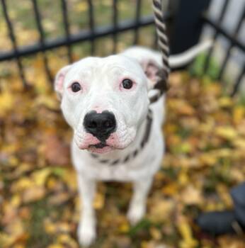 Rescue Pit Bull Terrier Dogs for Adoption in Buffalo, New York - Briar | PetCurious