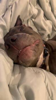 DUCKY -  Pit Bull Terrier Dog for Adoption in Indianapolis, Indiana - DUCKY | PetCurious