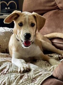 Loki -  Labrador Retriever Dog for Adoption - Loki | PetCurious