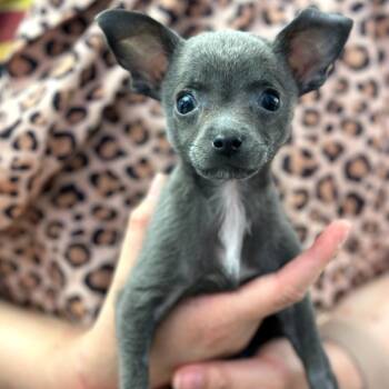 Violet -  Chihuahua Dog for Adoption in New York, New York - Violet | PetCurious