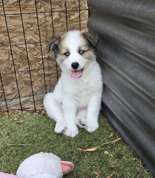 Muffin -  Australian Shepherd and Corgi Dog for Adoption in Apache Junction, Arizona - Muffin | PetCurious