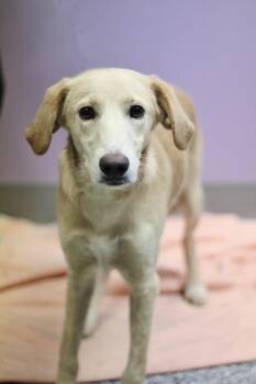 Mylo in NH. Come Meet our Adoptable Dogs Wednesday-Saturday. Mor -  Labrador Retriever Dog for Adoption in Manchester, New Hampshire - Mylo In NH. Come Meet Our Adoptable Dogs Wednesday-Saturday. Mor | PetCurious