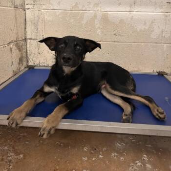Shepherd Dogs Available for Adoption in Edinburg, Texas - Larry | PetCurious