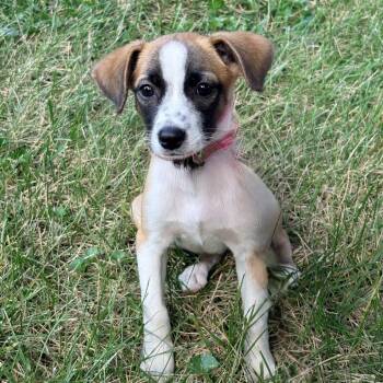 Taco -  Terrier Dog for Adoption in La Grange, Kentucky - Taco | PetCurious