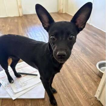 Chihuahua Dogs Available for Adoption in Marble Falls, Texas - Chili | PetCurious