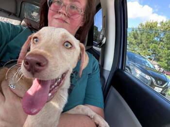 Daigneault / Dande -  Labrador Retriever and Mixed Breed Dog for Adoption in Broomfield, Colorado - Daigneault / Dande | PetCurious