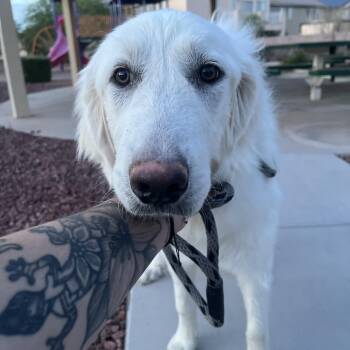 Chevy -  Great Pyrenees Dog for Adoption in Las Vegas, Nevada - Chevy | PetCurious