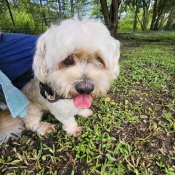 Flearoy 29836 -  Mixed Breed Dog for Adoption in Middleburg, Florida - Flearoy 29836 | PetCurious