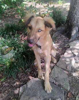 Gauge #5301 -  Australian Shepherd Dog for Adoption in Ontario, California - Gauge #5301 | PetCurious