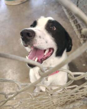 Pointer Dogs Available for Adoption in Liberty, Missouri - Violet | PetCurious