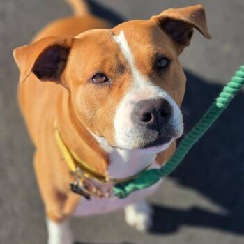 Mixed Breed Dogs Available for Adoption - Winnie | PetCurious