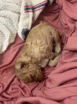 Graham -  Poodle Dog for Adoption in Osage Beach, Missouri - Graham | PetCurious