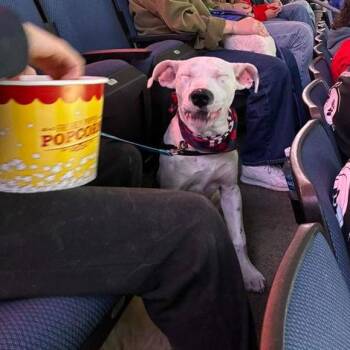 Terrier Dogs Available for Adoption - Pixel | PetCurious